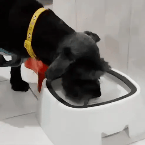 BEBEDERO MASCOTAS ANTI SPLASH